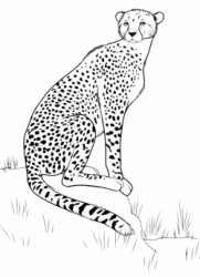 The cheetah in the savannah