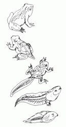 The evolution of a frog