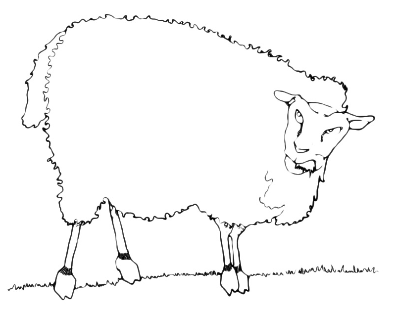 Animals - A angry sheep