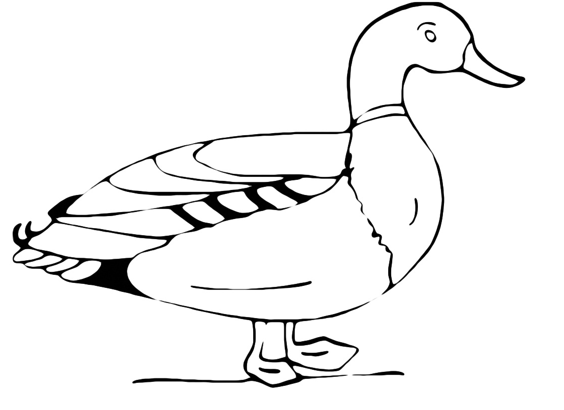 Animals - A beautiful duck