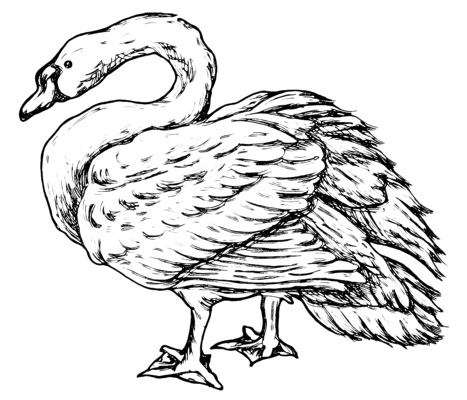 Animals - A beautiful swan