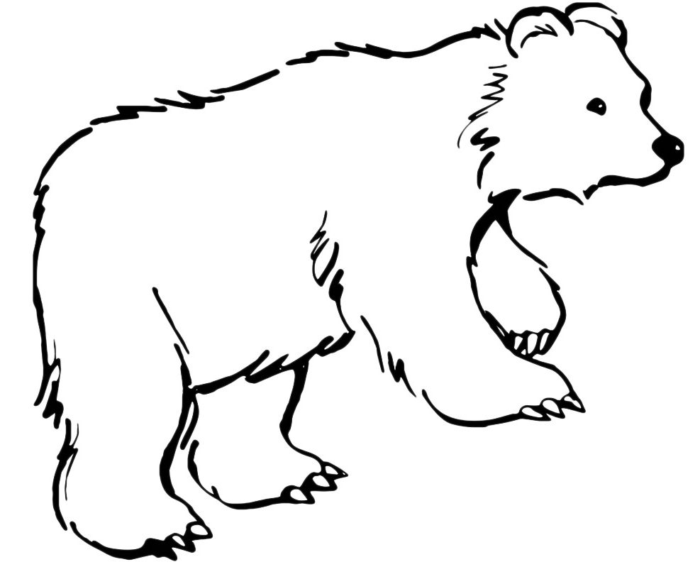 Animals - A big bear