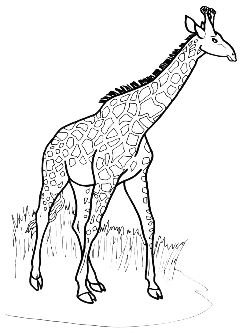 Animals - A big giraffe
