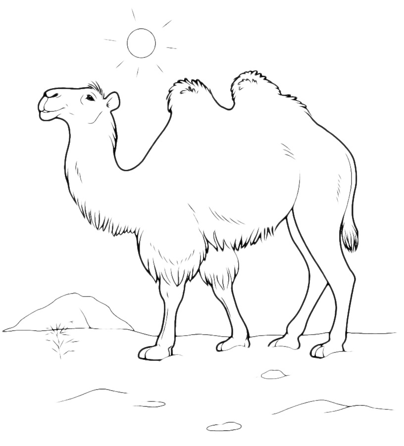 Animals - A camel walking in the desert