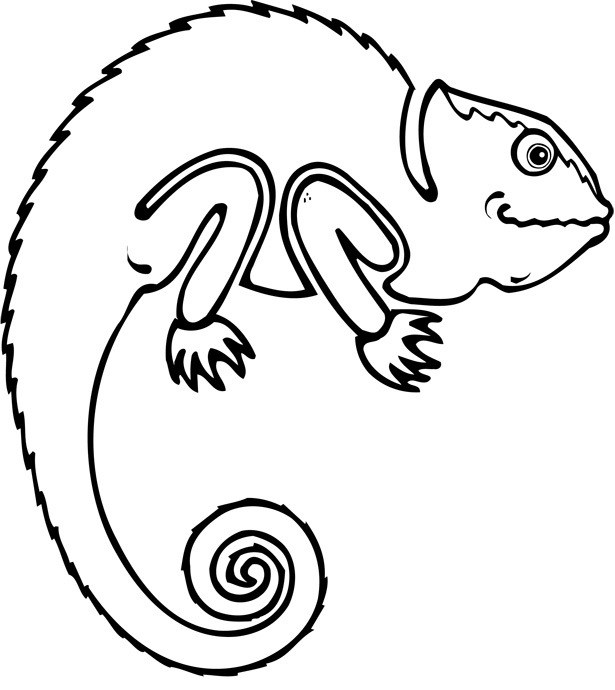 Animals - A chameleon with a curly tail