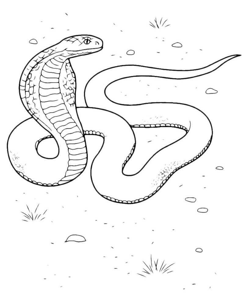 Animals - A Cobra ready to attack
