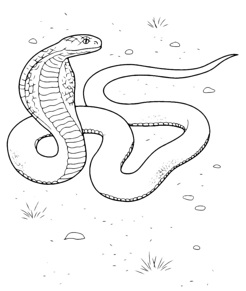 Coloring page - Cobra em ação