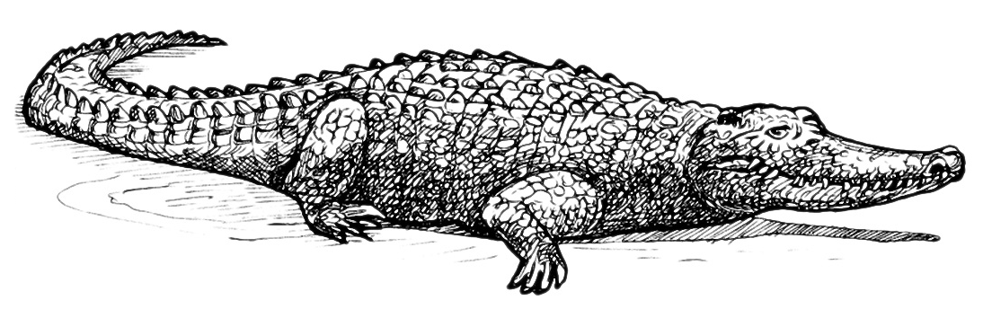 Animals - A crocodile on the shore
