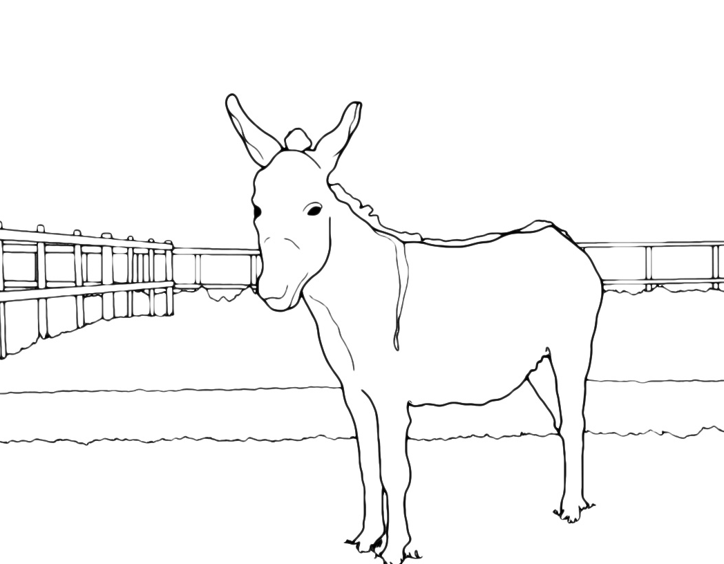 Animals - A donkey in the fence