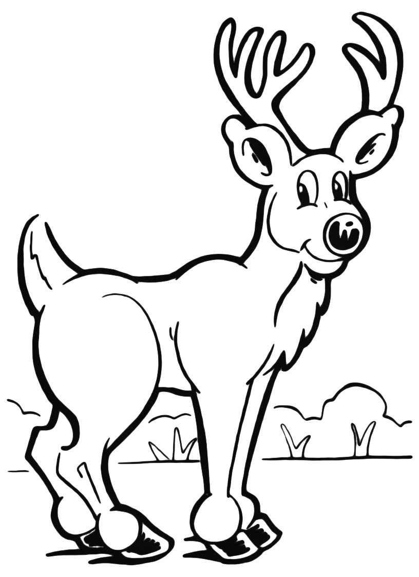Animals - A funny deer