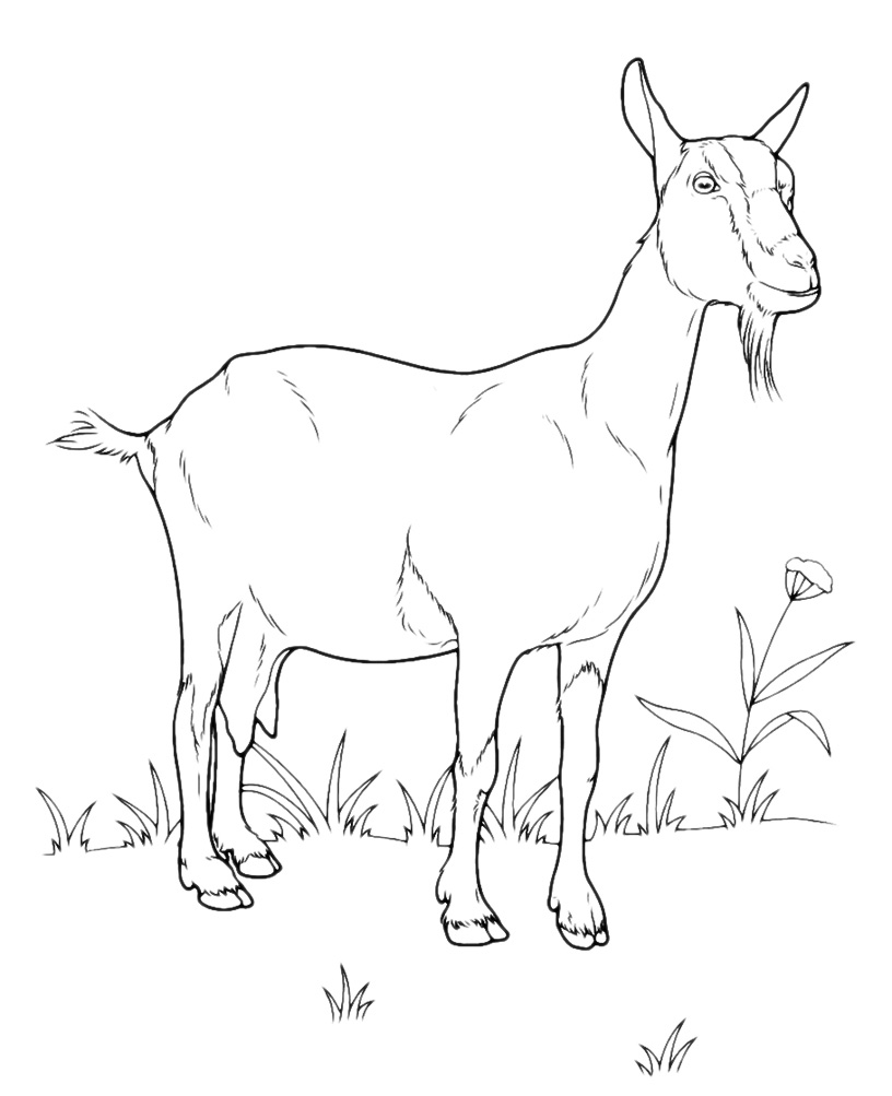 Animals - A goat grazing