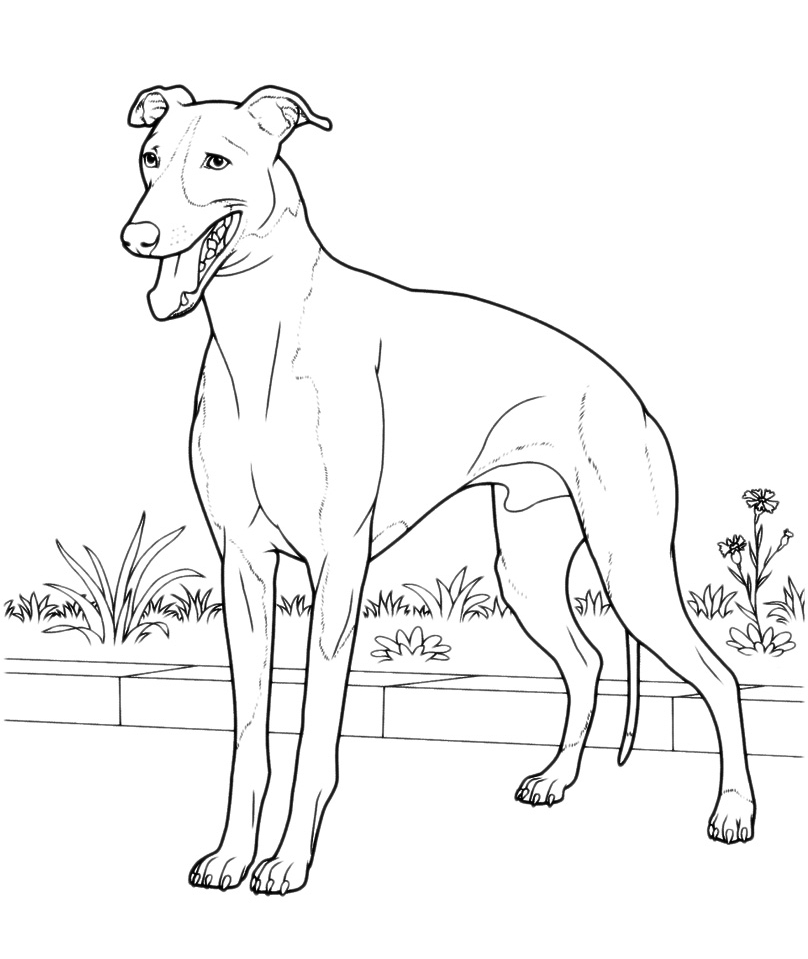 Animals - Greyhound breed