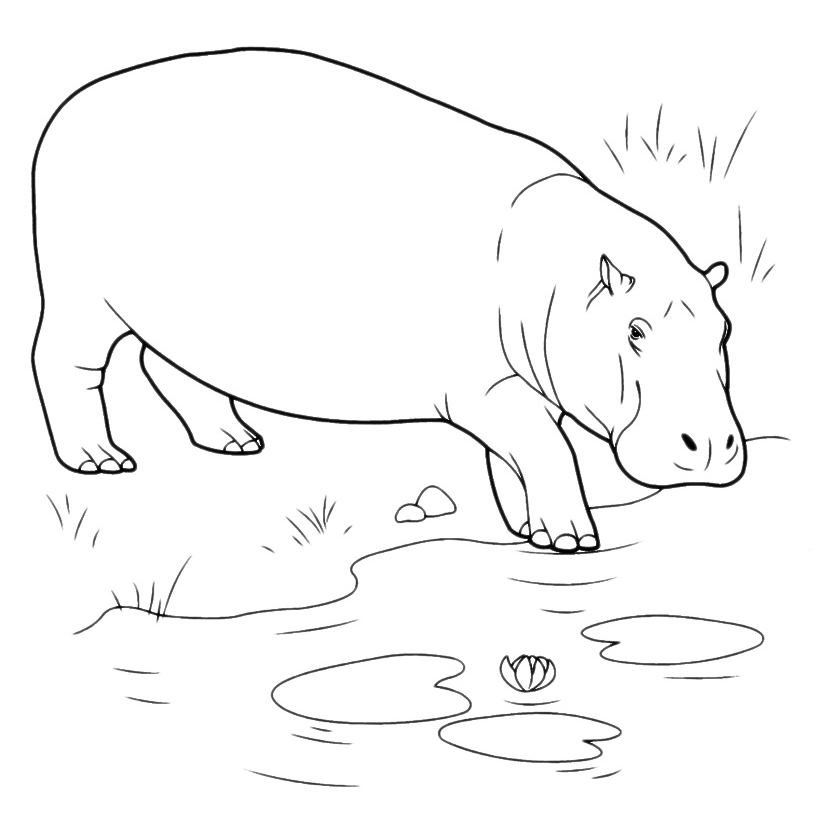 Animals - A hippo is entering into the pond