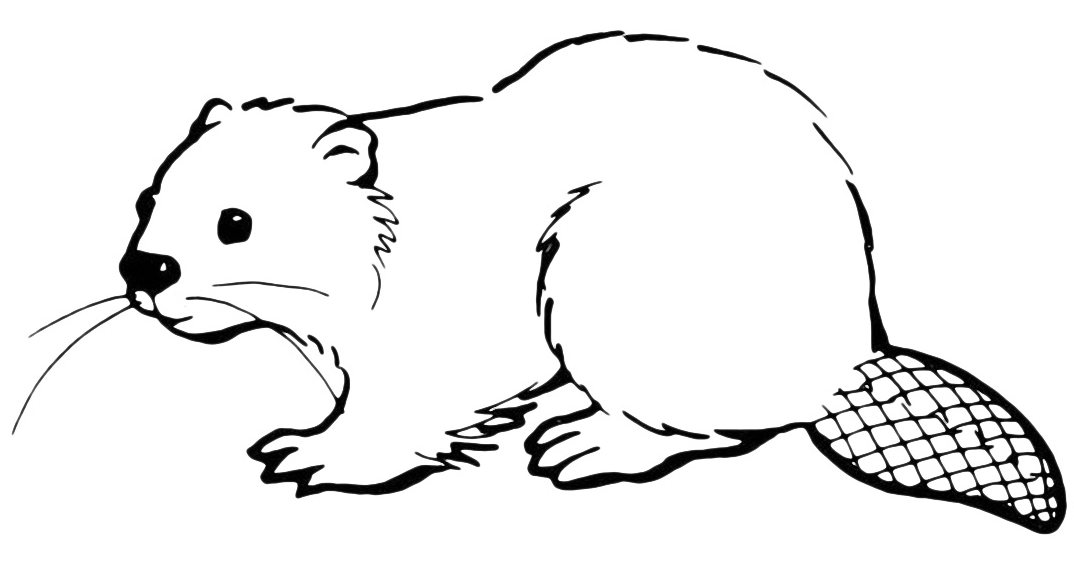 Animals - A nice beaver