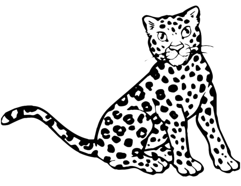 Animals - A nice leopard