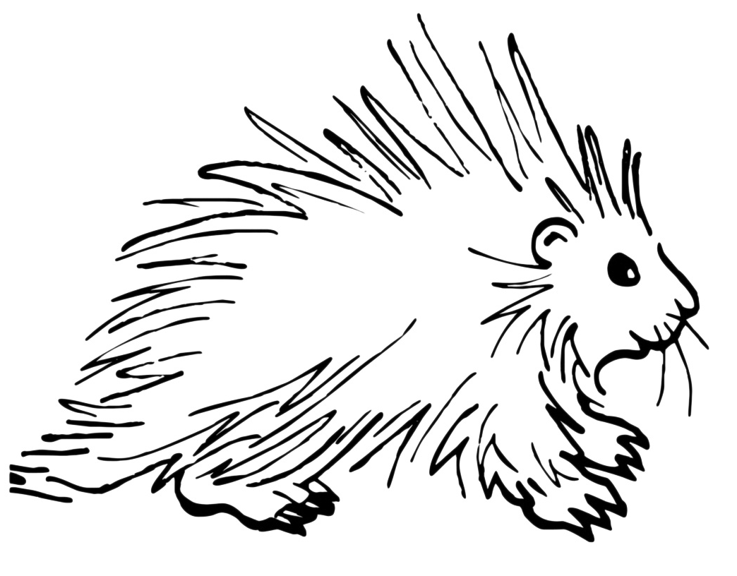 Animals - A nice porcupine