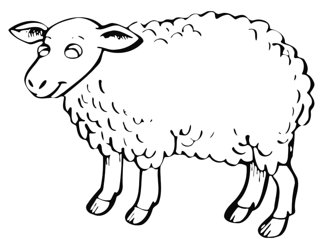 Animals - A nice sheep