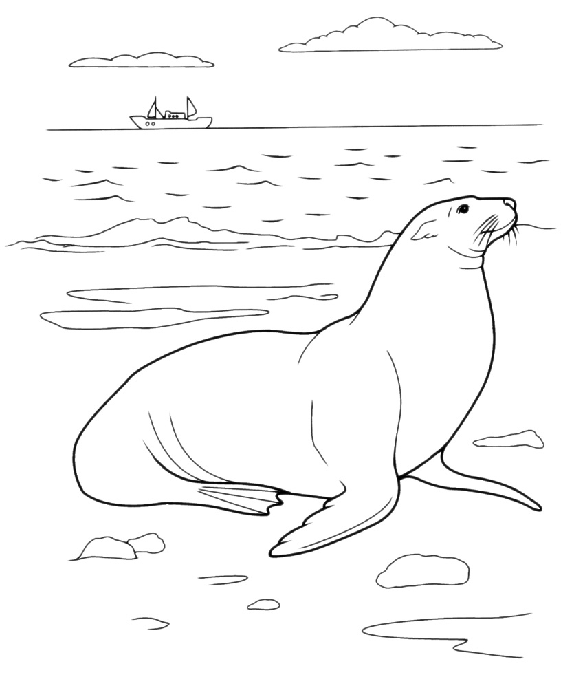 Animals - A seal on the beach
