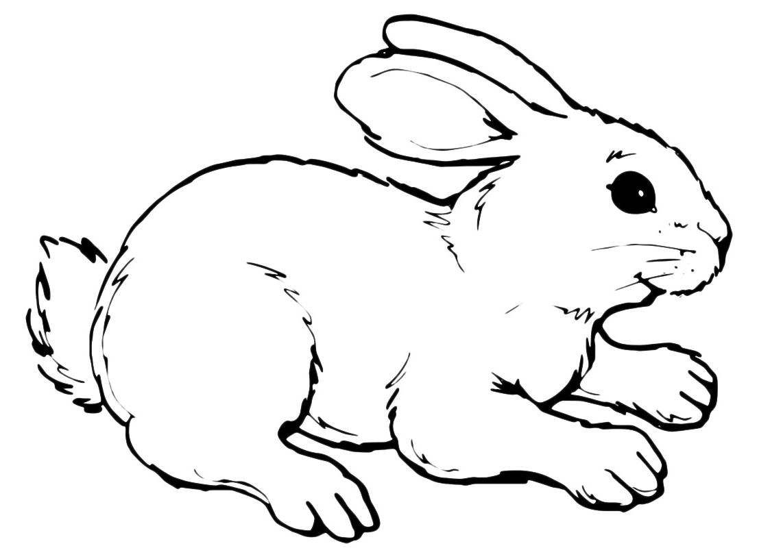 Animals - A sweet rabbit