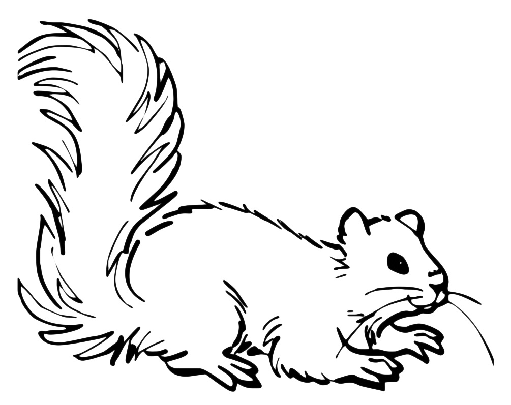 Animals - A tender squirrel