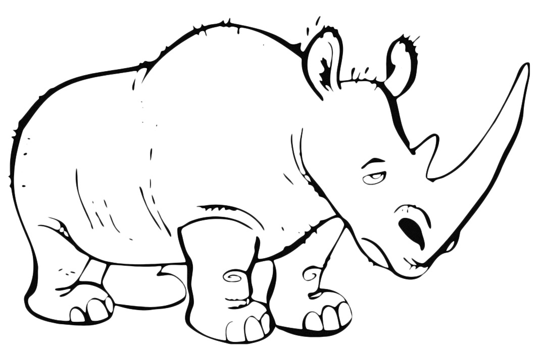Animals - A tired-looking rhinoceros