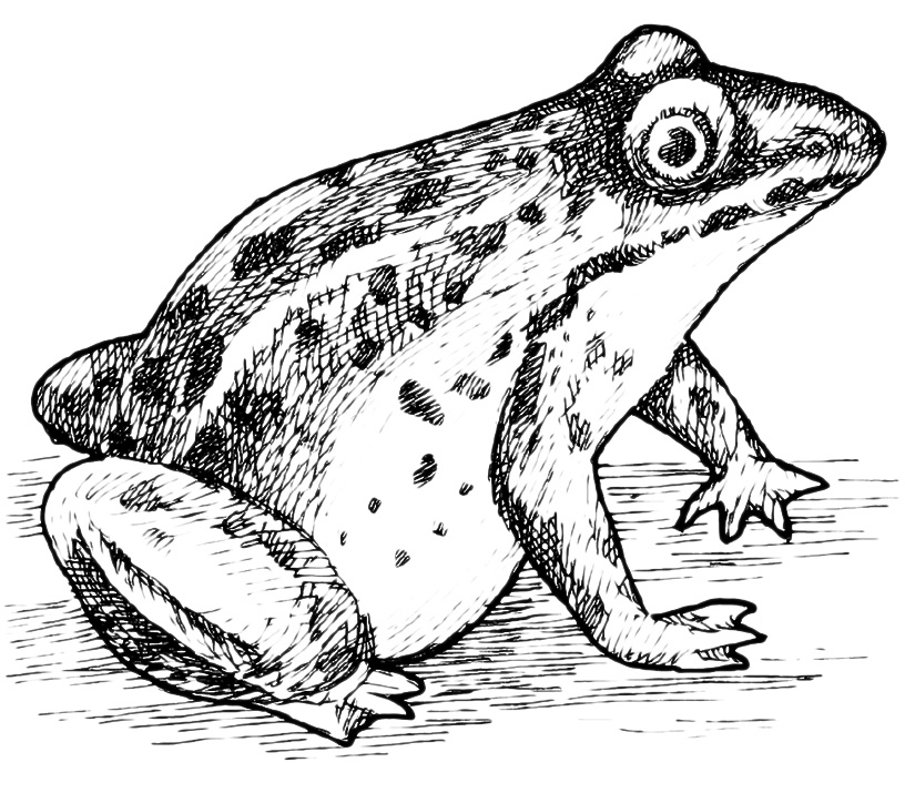 Animals - A toad ready to jump