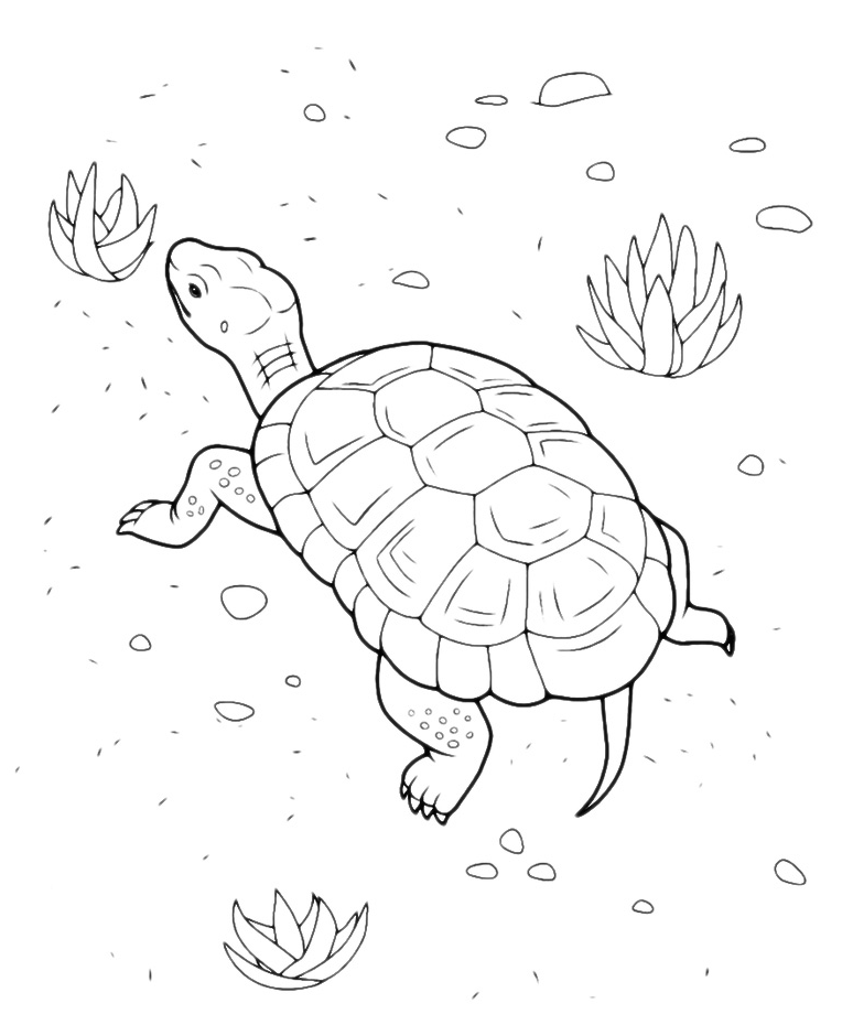 Animals - A turtle walking slowly