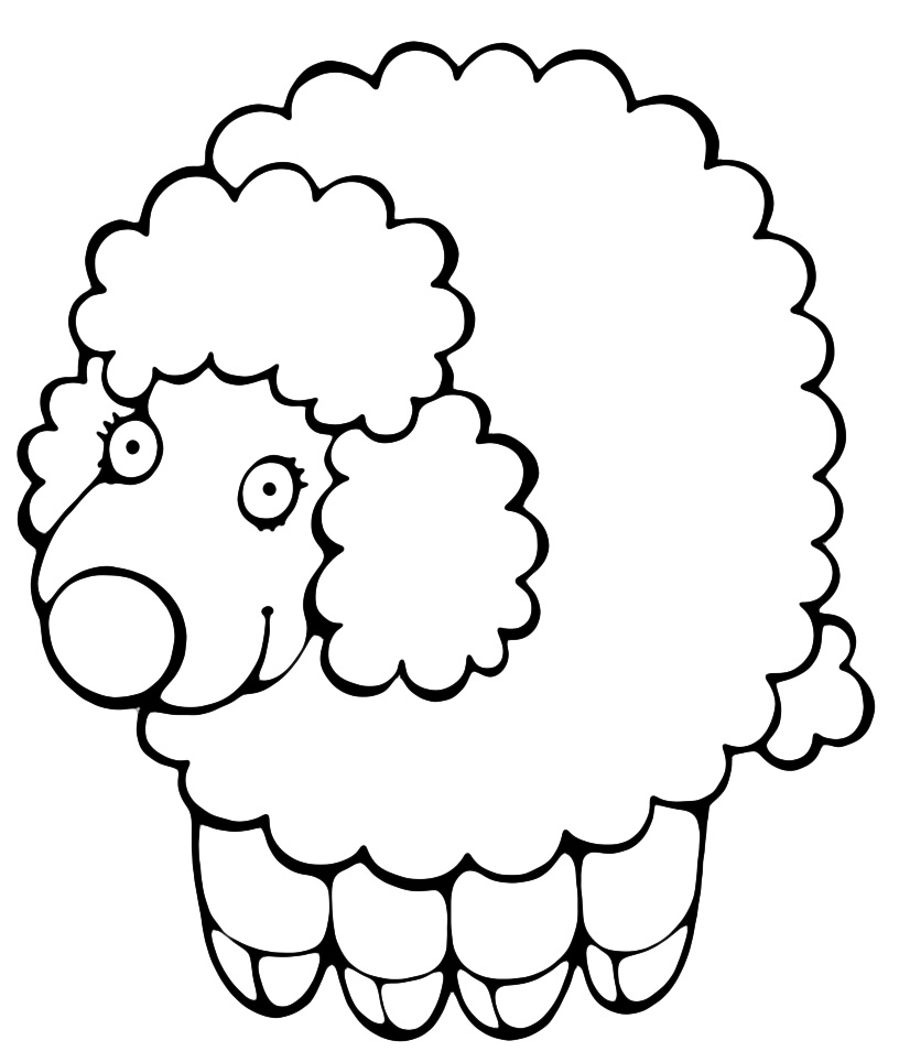 Animals - A very funny sheep