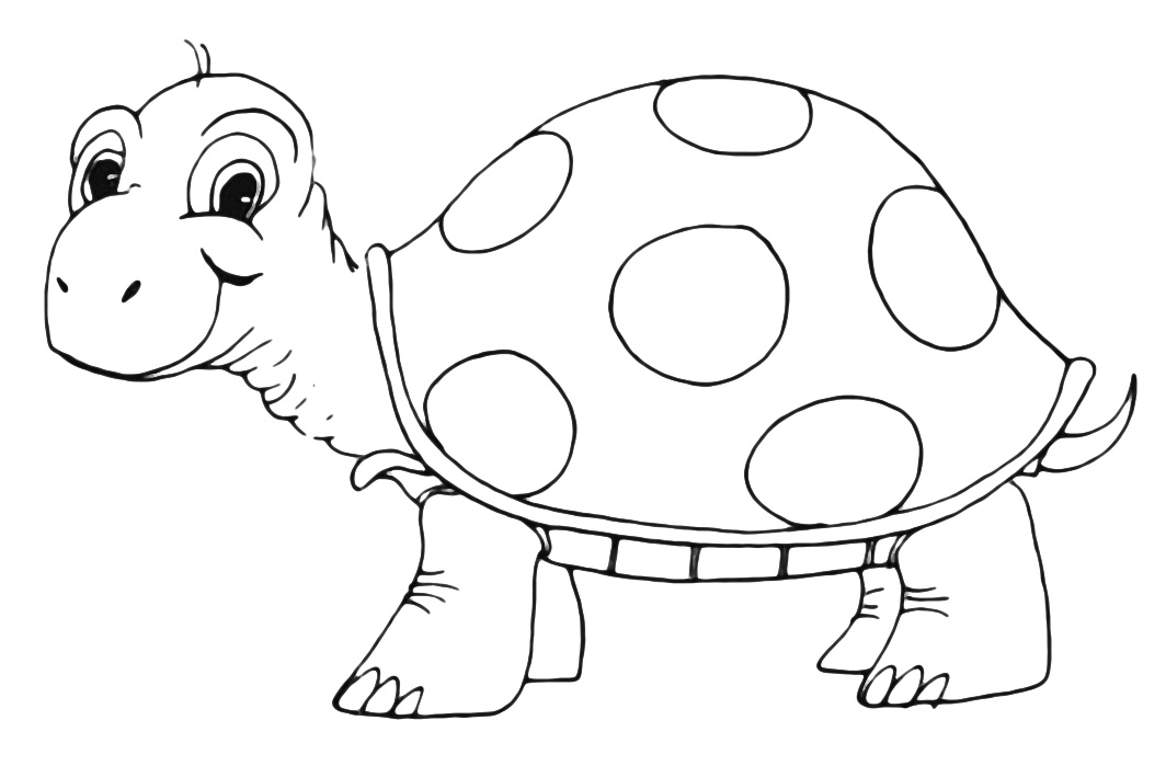 Animals - A very nice turtle