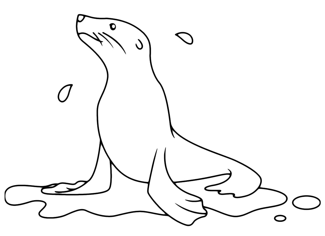 Animals - A wet seal