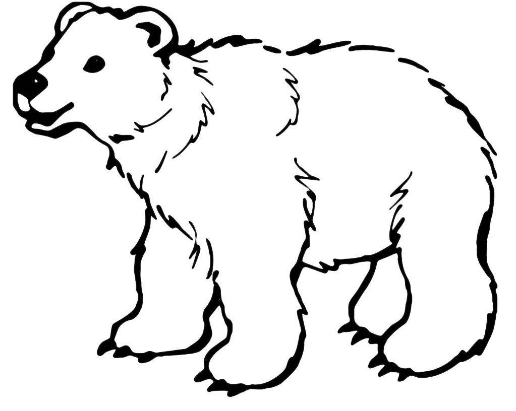 Animals - A white bear