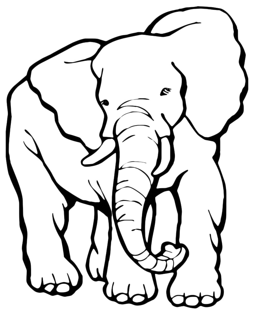 Animals - An African elephant