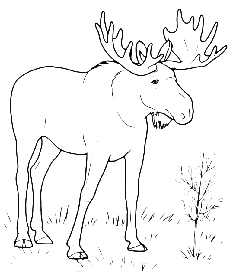 Animals - An elk in the woods