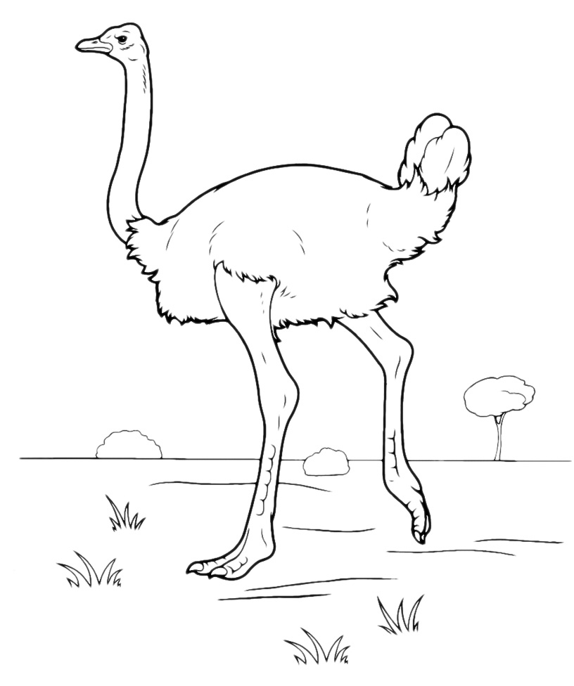 Animals - An ostrich walking on the prairie