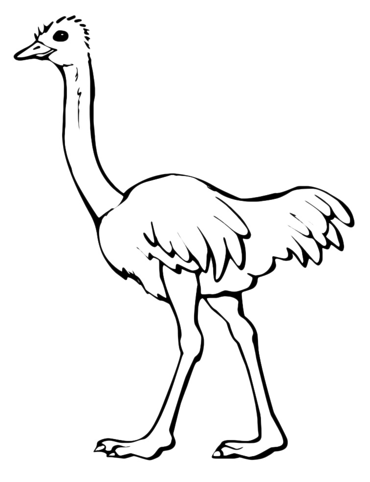 Animals - An ostrich walking