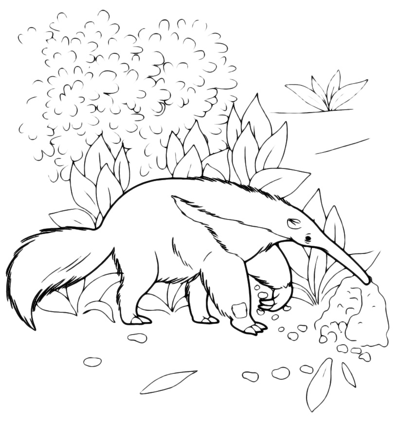 Animals - Anteater searches for food in the woods