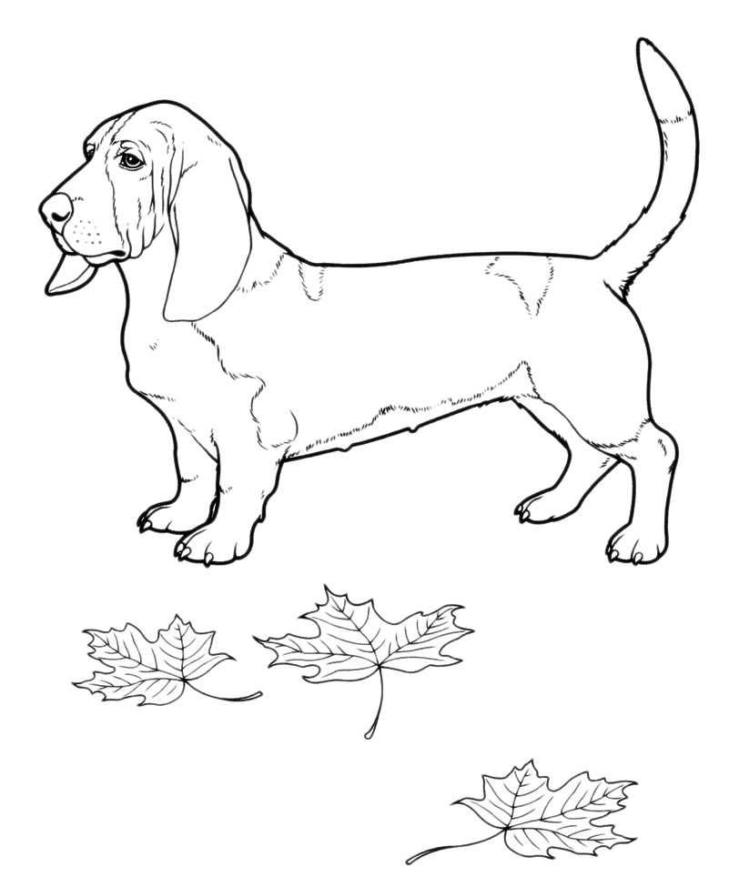Animals - Basset Hound breed