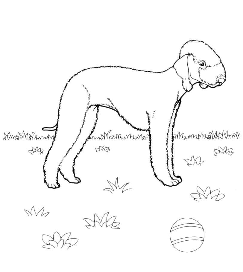 Animals - Bedlington Terrier breed