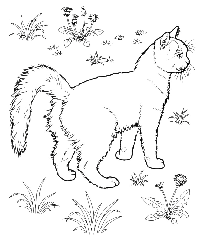 Animals - Cat in the garden
