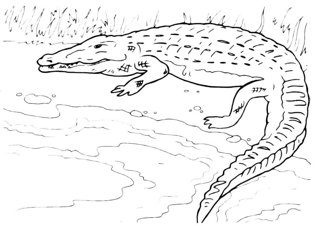 Animals   Crocodile is entering in the river