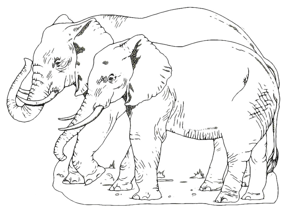 Animals - Elephants walking