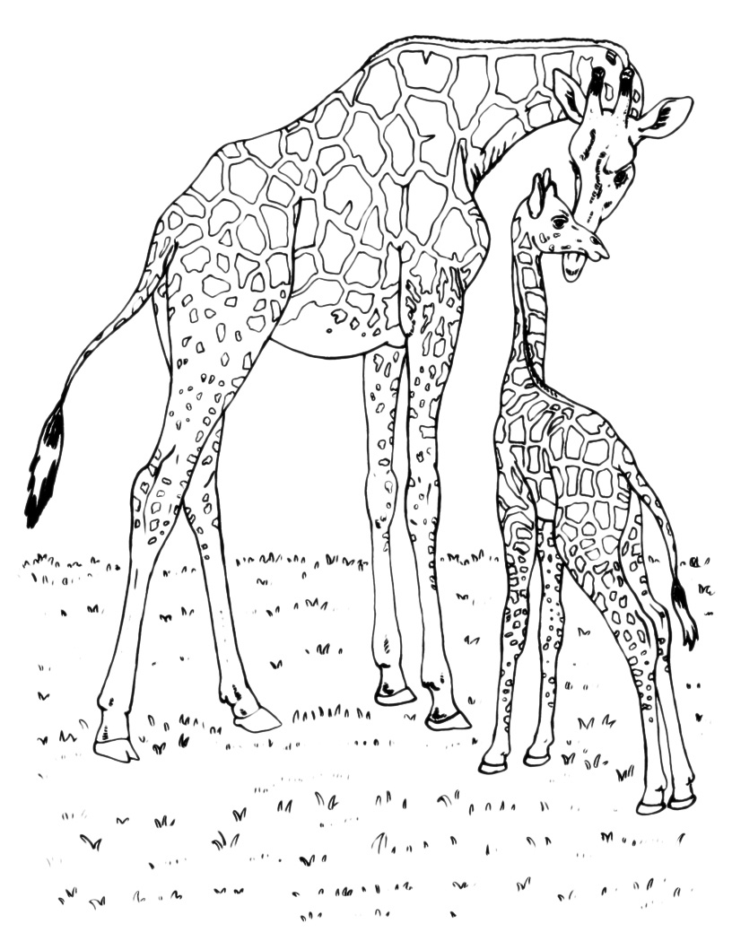 Animals - Giraffe with her puppy