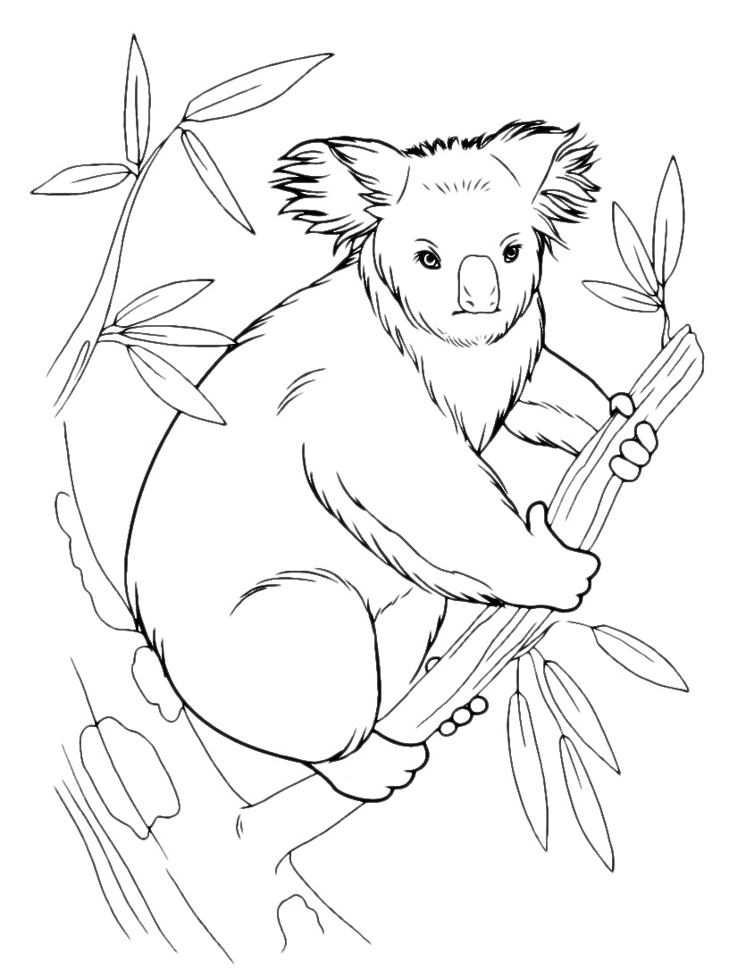 Animals - Koala on the branch