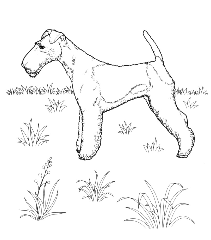 Animals - Lakeland terrier breed