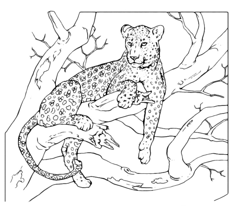 Animals - Leopard lying on the branch
