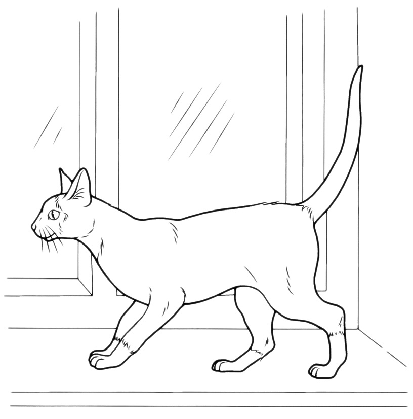 Animals - The cat near the window