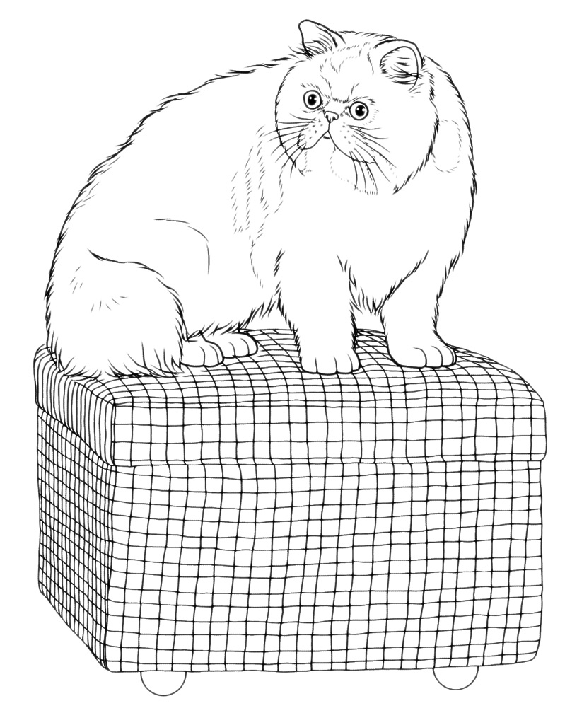 Animals - The cat on the basket