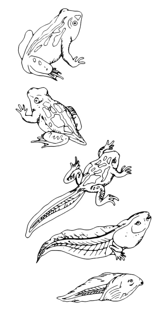 Animals - The evolution of a frog