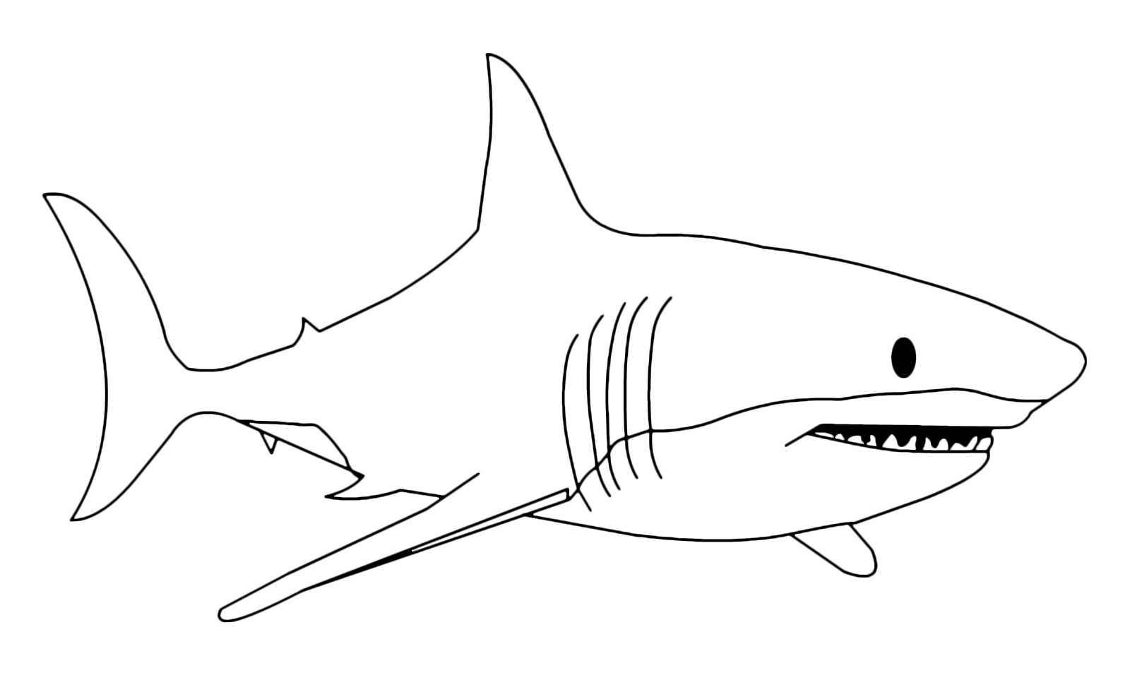 Animals - The fearsome white shark