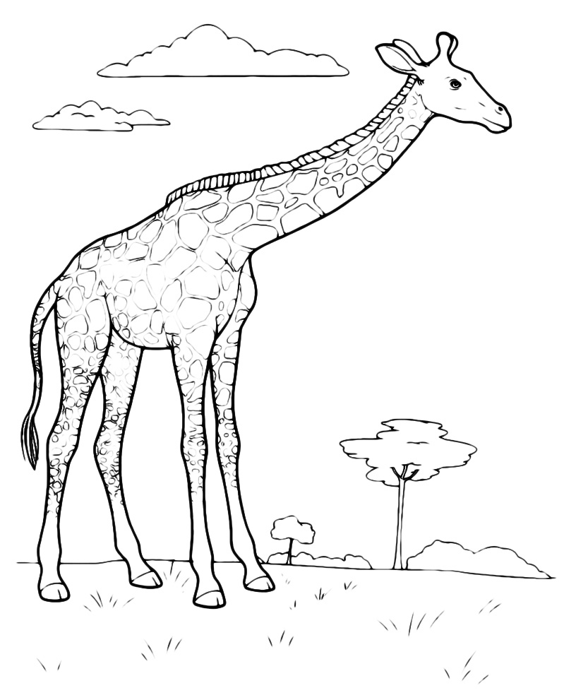 Animals - The giraffe in the savannah